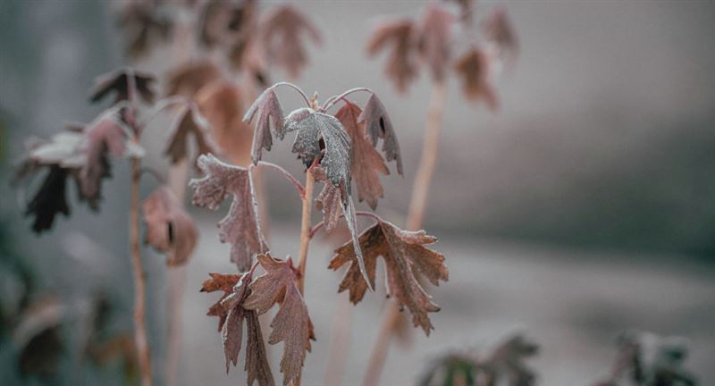Тұман, жаңбыр және қатты жел – бүгінгі ауа райы болжамы