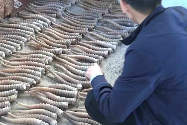 БҚО-да заңсыз киік аулаумен айналысқан екі қылмыстық топ ұсталды