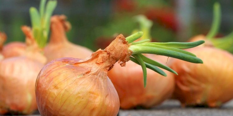 Пияз экспортына тыйым салынған жоқ