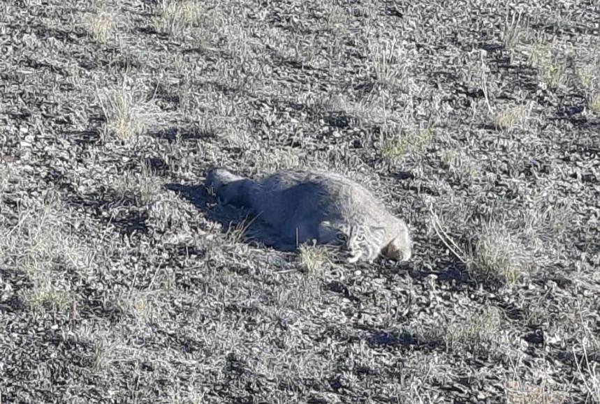 Тарбағатай ұлттық паркінде сабаншы видеоға түсіп қалды