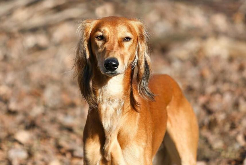 Қазақы тазы мен төбет тұқымдарының стандарттары әзірленеді