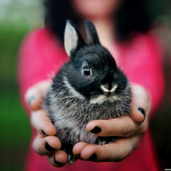 Новый год 2023 Кролика: что можно и нельзя делать