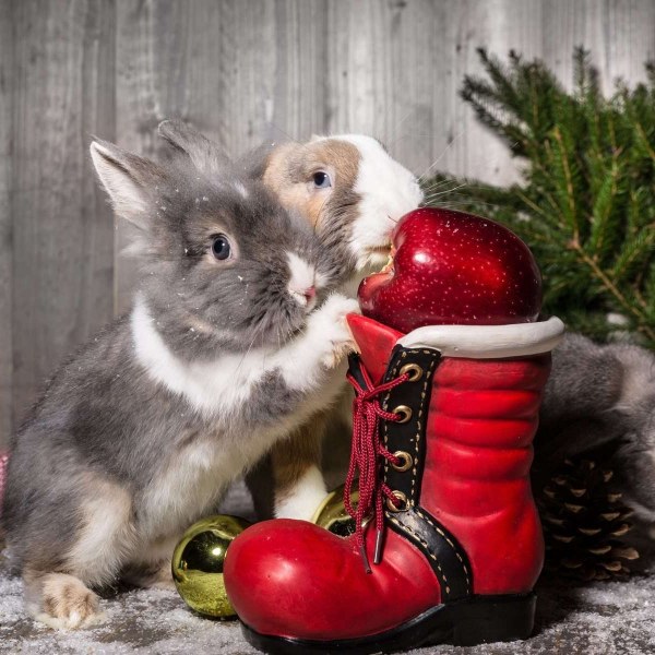 Подарки-табу на Новый год 2023: кролик принесет беды