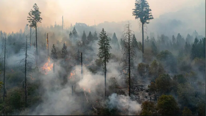  Абай облысындағы өрттен келген шығын әлі есептелген жоқ – Қаржы министрі 