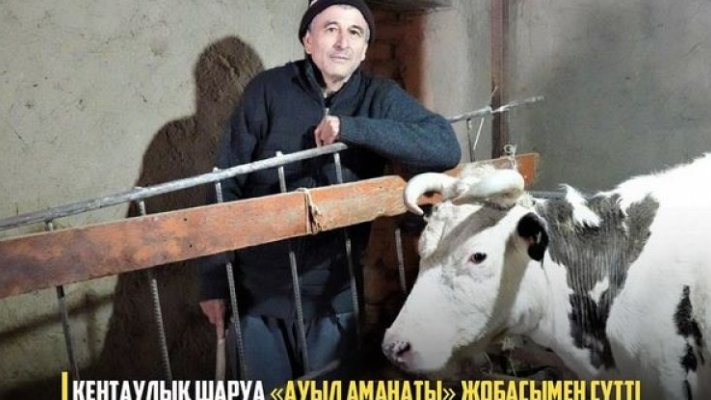 Кентаулық шаруа «Ауыл аманаты» жобасымен сүтті мал...