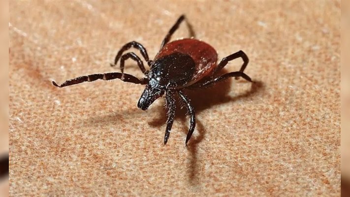 Шығыс Қазақстанда 6 адамды кене шақты