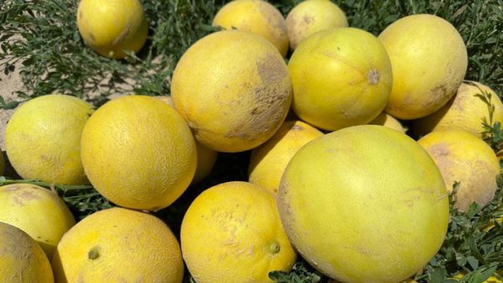 Түркістан: Жетісай қауындары Ресейге жөнелтілуде