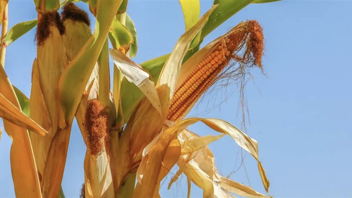 Жетісулық жүгері өсірушілер биыл да шығынға ұшырай ма - шаруалар дабыл қақты