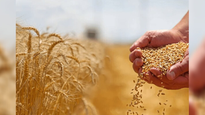 Диқандар мол астықтан айырылып қаламыз деп алаңдаулы