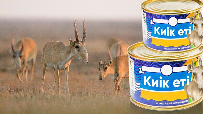 Батыс Қазақстанда киік еті өңделеді