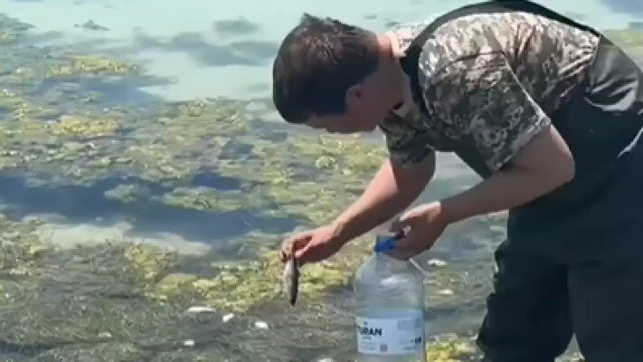 Каспий жағалауында балық жаппай қырылды