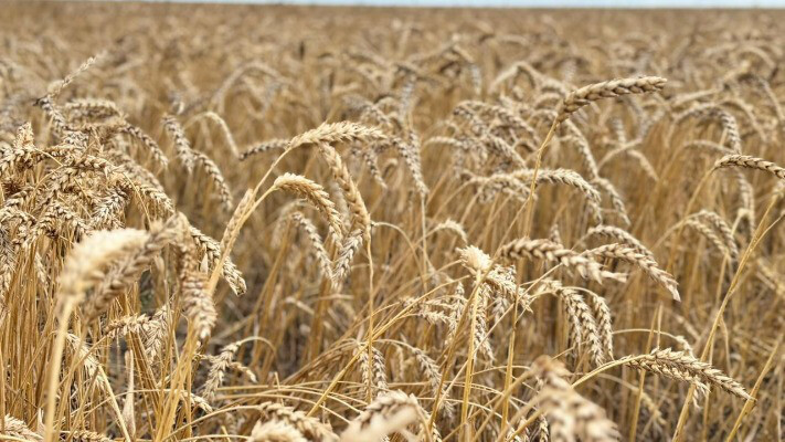 Қазақстанда орақ науқаны аяқталуға жақын