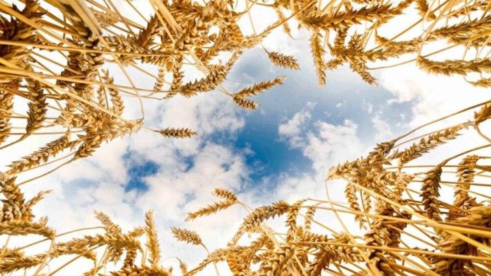 Ақмола облысында «Hopefull Grain & Oil Group» компаниясы дәнді дақылдарды терең өңдеу жобасын қаржыландырады